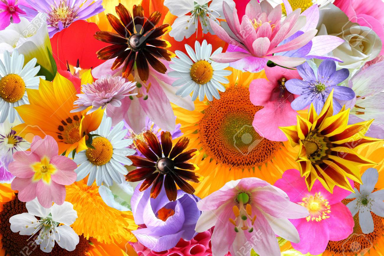 46078207-color-wallpaer-with-bright-beautiful-flowers.jpg