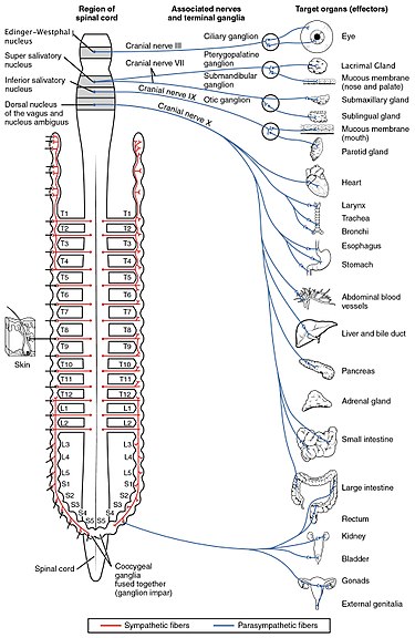 375px-1503_Connections_of_the_Parasympathetic_Nervous_System.jpg