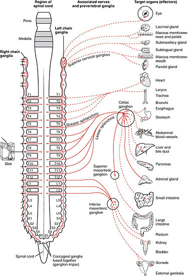 375px-1501_Connections_of_the_Sympathetic_Nervous_System.jpg