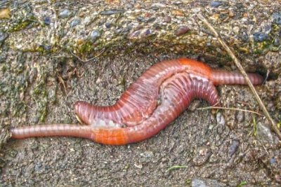 Mating_earthworms.jpg