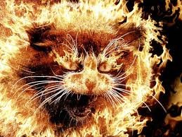 angrycat.jpg