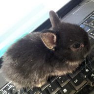 toki