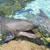 Dolphin