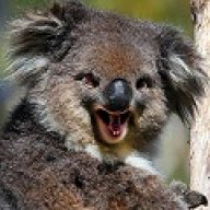 addictedkoala