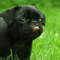 dawd