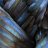 BronzeBlue