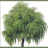Willow Leaves