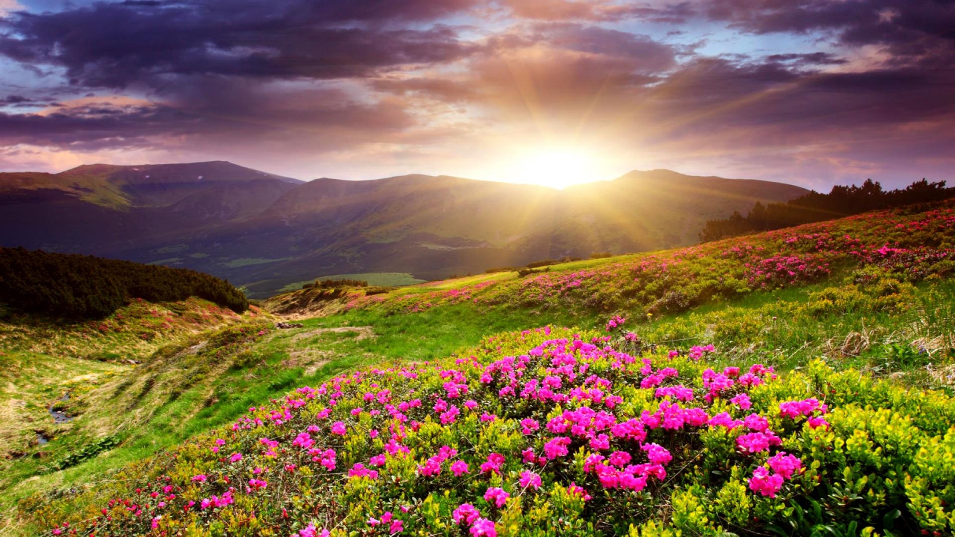 sunset_in_flower_field-1920x1080.jpg