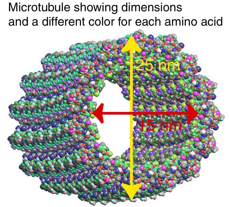microtubule_residues21.jpg