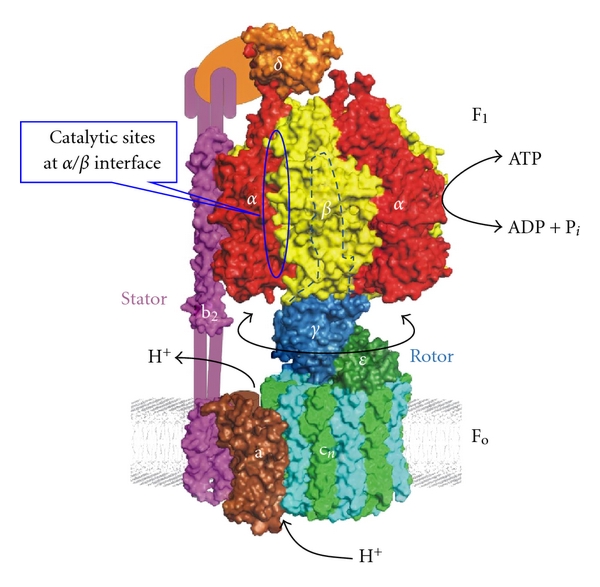 785741.fig.001.jpg
