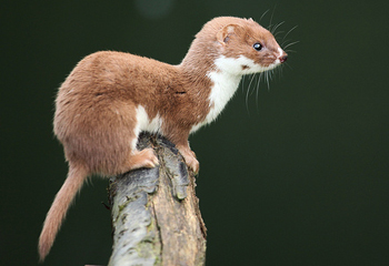 Mustela-nivalis.jpg