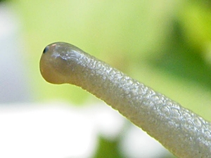 helix_fuehler_meleveld.jpg