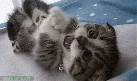 S7PyR.gif
