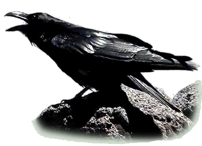 the_raven_by_luisbc-d5yhksj.gif
