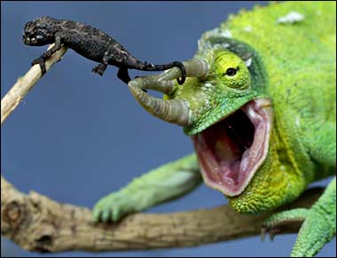 chameleon.jpg