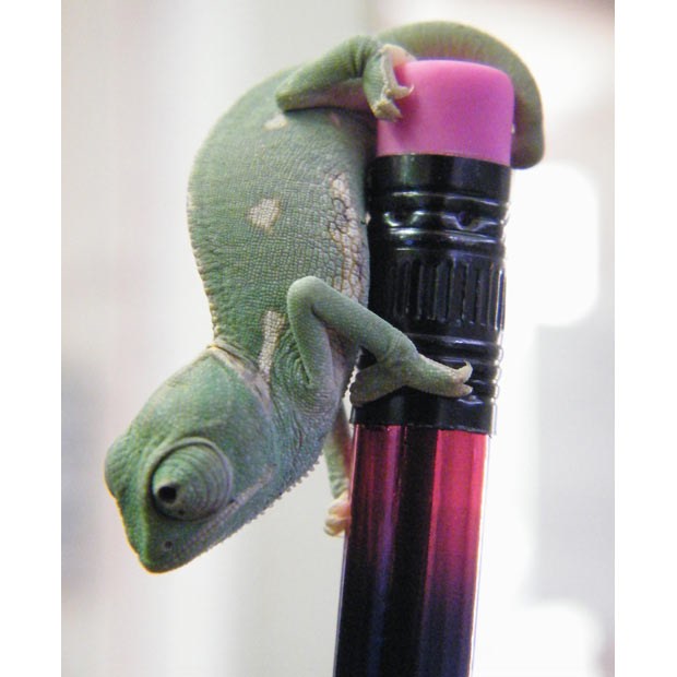 tiny-chameleon_1690616i.jpg