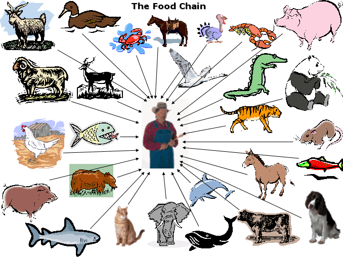 foodchain.gif