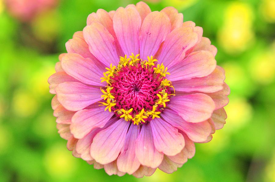 zinnia-oklahoma-pink-puzzles-shum.jpg
