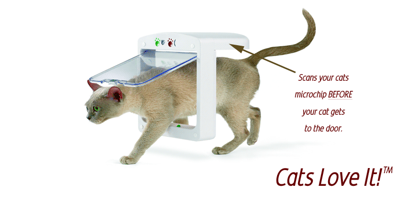 cat.gif
