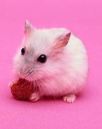 mouse_200.jpg