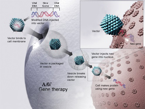 AAV_Gene_Therapy.jpg