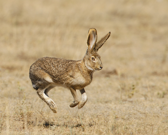 9913500129_Black-tailed_Jackrabbit_10-20-2007_2.jpg