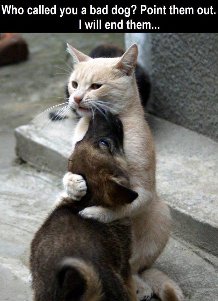 catanddog_zpsjagedkno.jpg