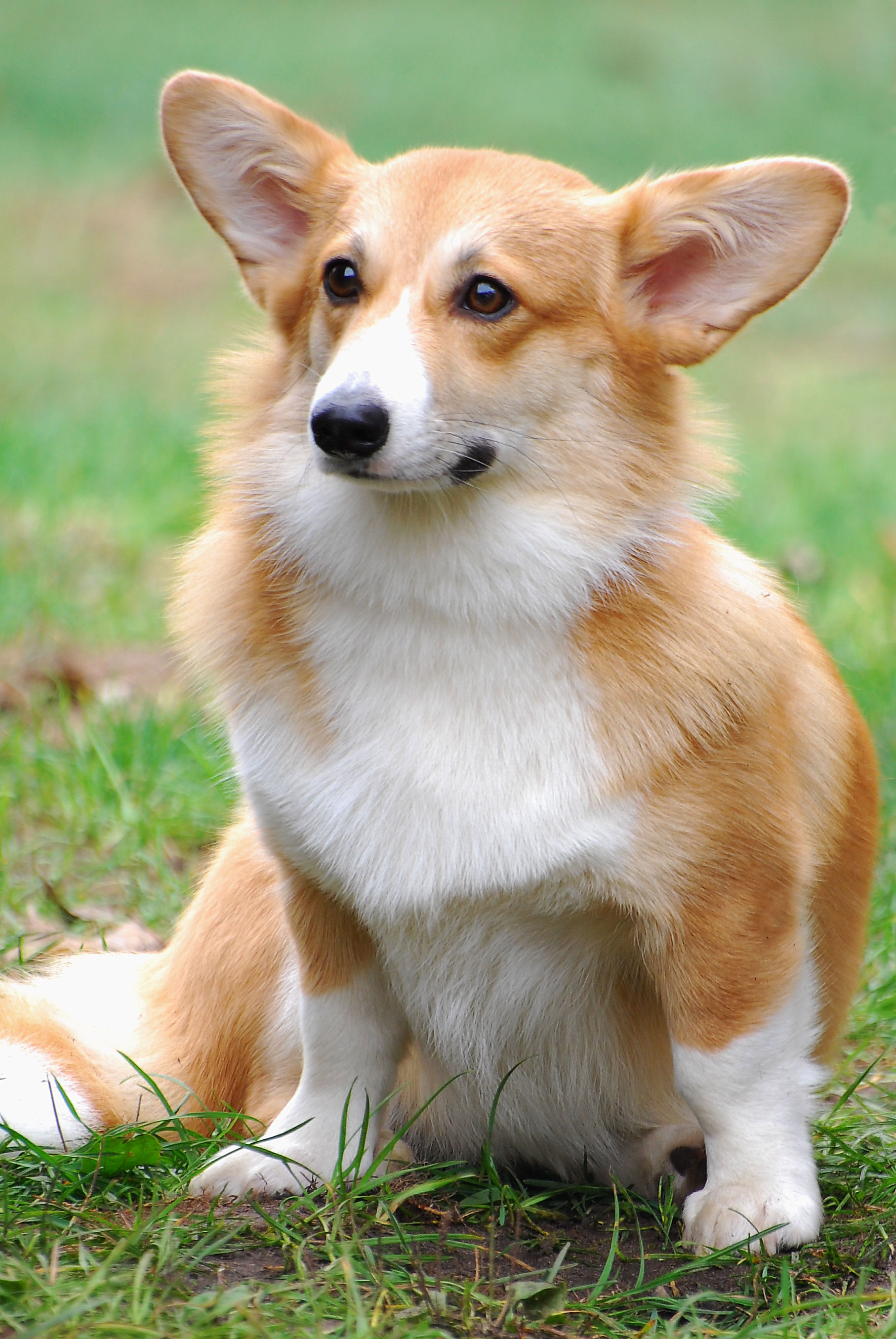 Welsh_Corgi_Pembroke_WPR_Kamien_07_10_07.jpg