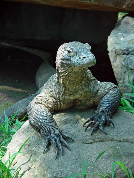komodo-dragon.jpg