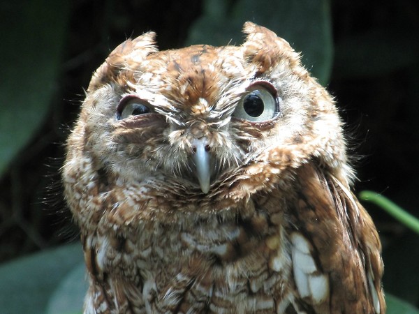 a.aaa-Funny-owl.jpg