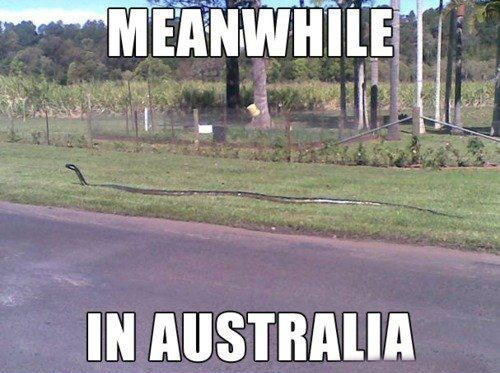 meanwhile-in-australia-meme.jpg